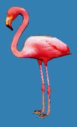 Flamingo_06