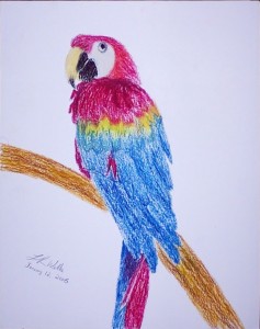 Macaw-oilpastel_cropped